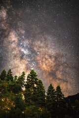 Milky Way Galaxy Among The Trees 