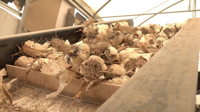 Harvested garlic being processed in italian farm