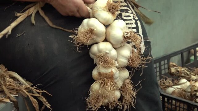 Woman working garlic bulbs in italian farm. Harvested garlic being processed