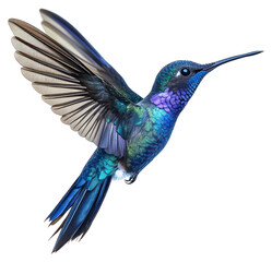 Fototapeta premium PNG A flying blue hummingbird photography birdwatching colorful.