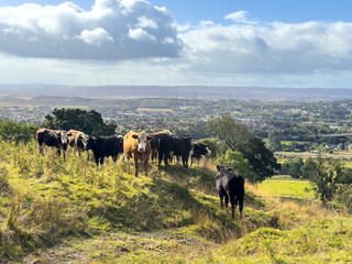 Grazing herd of rural cow, beef in Scottish highlands near Glasgow in summer day with blue sky