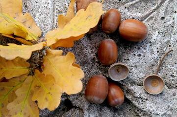 Acorns and oak leaves on concrete platform