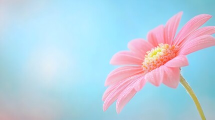 Delicate Floral Petal in Soft Focus Close Up Macro Photography