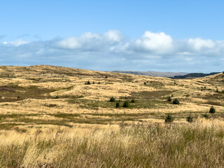 Fototapeta premium Summer view of heather and grass highlands in Scotland with water and rolling hills