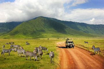 Safari in Ngorongoro Crater National park. Zebras against mountains and clouds. Tanzania. Wild nature of Africa.