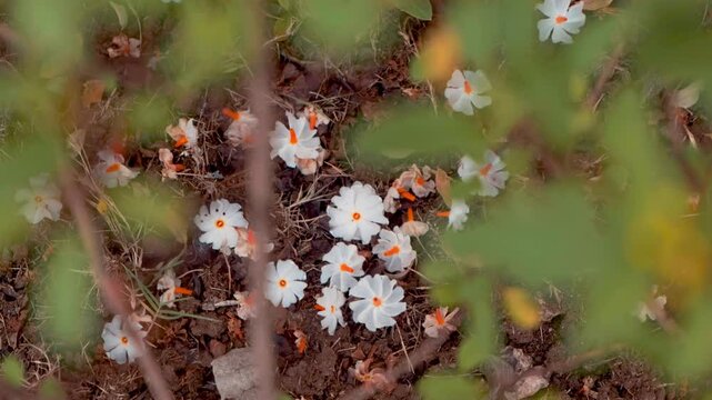 Top angle cinematic pan shot in the garden. Fresh, night blooming jasmine/parijat/harshringar/shiuli flowers on the ground
