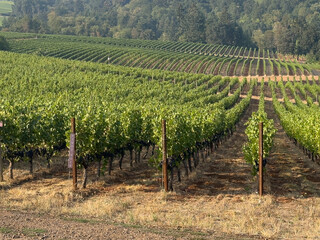 Rows of Pinot Noir grapes grow at a vineyard in the Oregon Willamette Valley