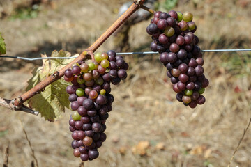 Two red grape bunches ripening on the vine