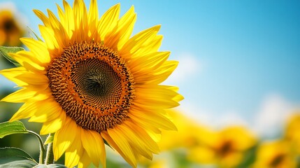 Naklejka premium Close-up of a bright yellow sunflower with a blurred field of sunflowers behind it and a clear blue sky.