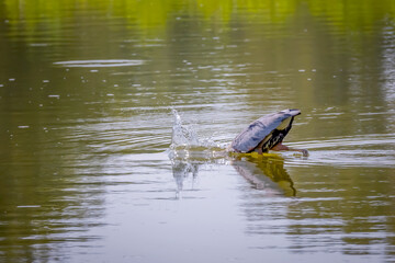 The great blue heron (Ardea herodias) on the hunt