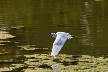  Snow egret (Egretta thula) on the Maumee river in Ohio