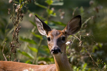 Older fawn white-tailed deer knows  as Virginia deer