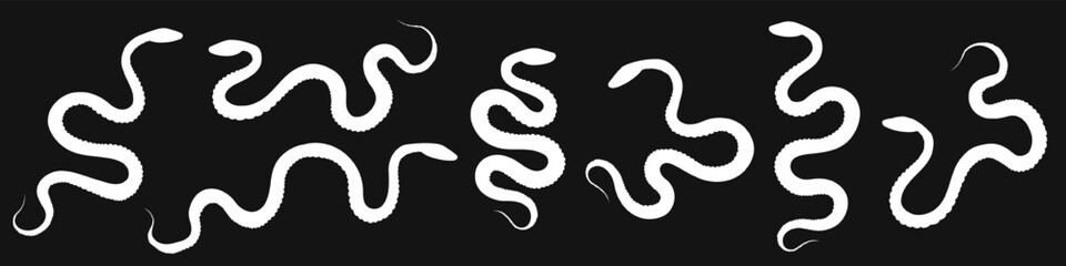 Obraz premium Set of white silhouettes of hand drawn coiled snakes various shapes on black background. Hand drawn minimalist vector illustration of venomous mysterious reptiles as a decor element for designs.