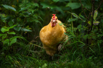 Chicken in the grass