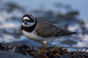Ringed plover closeup by shore