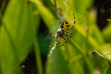 wasp spider in a garden eats a wasp