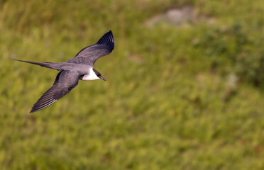 Long-tailed jaeger in flight in sunny weather