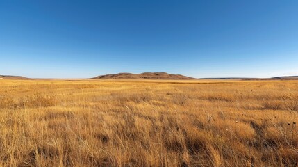 Fototapeta premium open prairie with golden grasses, scattered wildflowers, and a brilliant blue sky