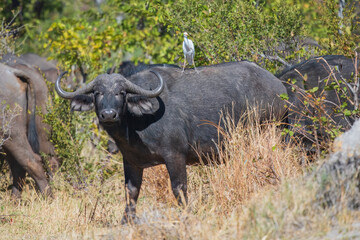 Obraz premium Herd of African buffalo or Cape buffalo (Syncerus caffer) in Moremi national park, Botswana