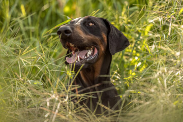 A male adult doberman dog sitting on a meadow in summer outdoors, dogbreed portrait