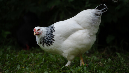 white chicken in the park