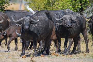 Obraz premium Herd of African buffalo or Cape buffalo (Syncerus caffer) in Moremi national park, Botswana