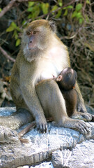 Mother and baby monkey in Phi Phi Islands, Thailand