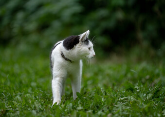 white cat on the grass