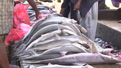 Sharks Fishery in Yemen
