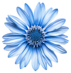 PNG Vibrant blue flower macro shot