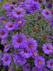 Fototapeta premium purple flowers in the garden - new england aster