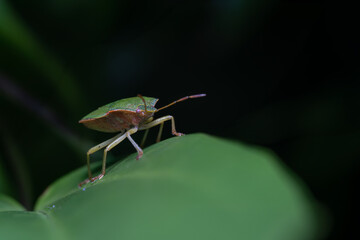 stink bug sitting on a leaf 