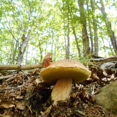 mushroom in the forest