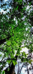 Ultra green leaves 