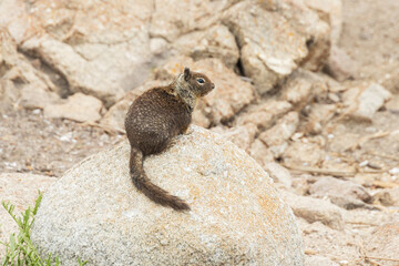 Squirrel perched on a rock