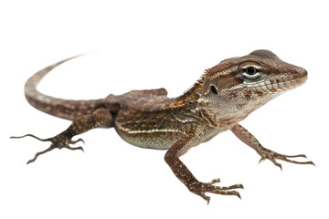 Fototapeta premium Brown anole isolated with a clear background in high definition showing its unique features and textures, suitable for educational or wildlife illustrations.