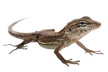 Brown anole isolated with a clear background in high definition showing its unique features and textures, suitable for educational or wildlife illustrations.