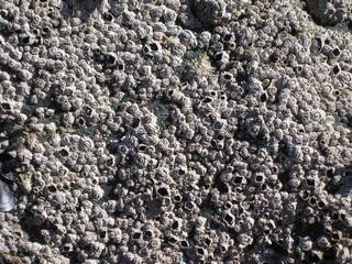 texture of balanomorpha shells on a rock