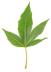 Three-pointed green leaf on transparent background.