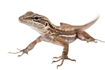 Naklejka premium Brown anole captured with a clear background in high resolution, showcasing its vibrant coloration and textures for use in biological or educational materials.