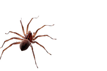 Brown Recluse spider captured with a clean background in ultra high definition, highlighting its natural appearance and intricate body details for educational and research uses.