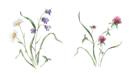 Watercolor botanical set of bouquets of summer meadow flowers. Hand drawn illustration of chamomile and clover, bluebell. Yellow white and purple pink flowers and green grass on isolated background.