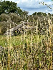 Fallen tree long grass  field