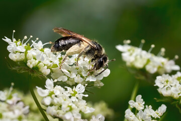 Schwarze Wildbiene mit gefülltem hellen Pollenhöschen auf einem Doldenblütler - Andrena spec. in...