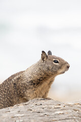 Squirrel perched on a rock