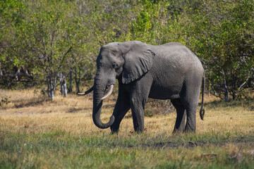 Fototapeta premium Elephants with baby in Moremi game reserve Africa, Elephants taking a bath in a water poolwith mud, eating green grass. African Elephants in landscape, green Africa, Botswana