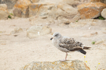 Seagull standing on a rock