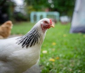 chicken on the farm