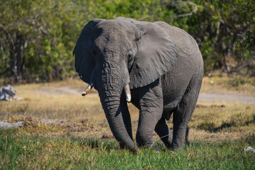 Obraz premium Elephants with baby in Moremi game reserve Africa, Elephants taking a bath in a water poolwith mud, eating green grass. African Elephants in landscape, green Africa, Botswana