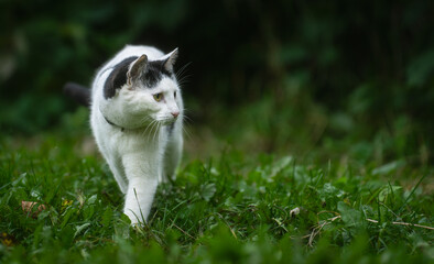 white cat on grass